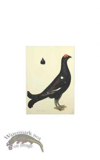 BLACK GROUSE COCK . PL 19